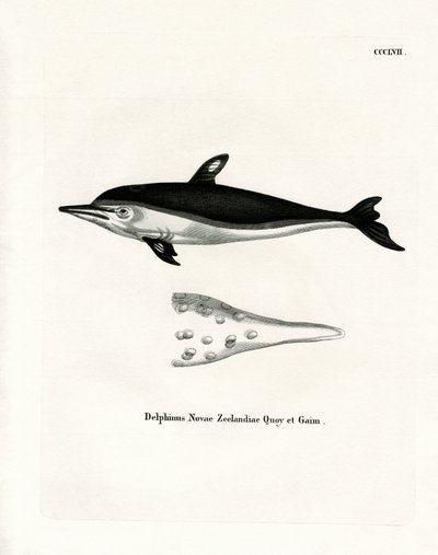New Zealand Dolphin (farget gravering) av German School