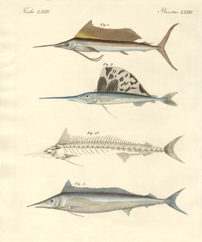 Ny makrelllignende fisk (farget gravering) av German School