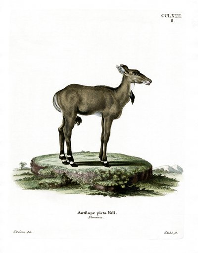 Nilgai (farget gravering) av German School