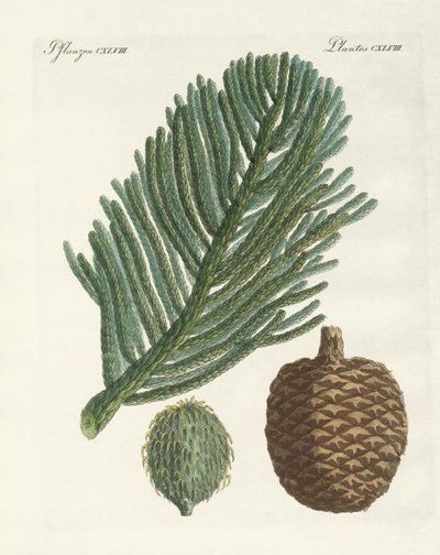 Norfolk Island Pine (farget gravering) av German School