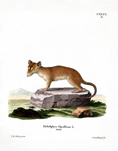 Nordamerikansk Opossum (farget gravering) av German School