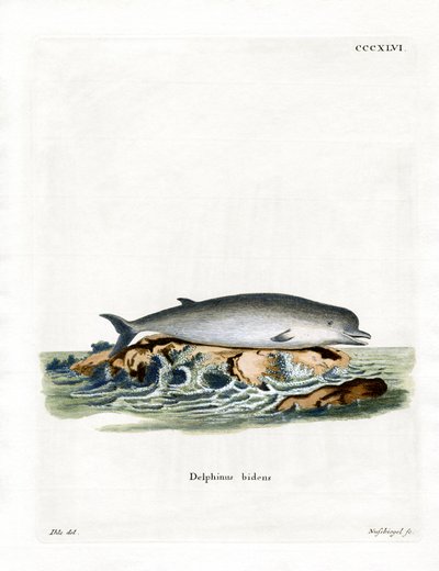 Northern Bottlenose Whale (farget gravering) av German School