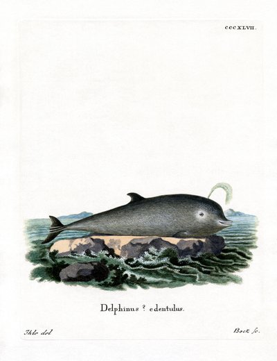 Northern Bottlenose Whale (farget gravering) av German School