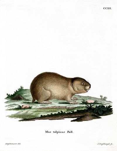 Northern Mole Vole (farget gravering) av German School
