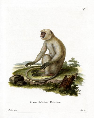 Northern Plains Grey Langur (farget gravering) av German School