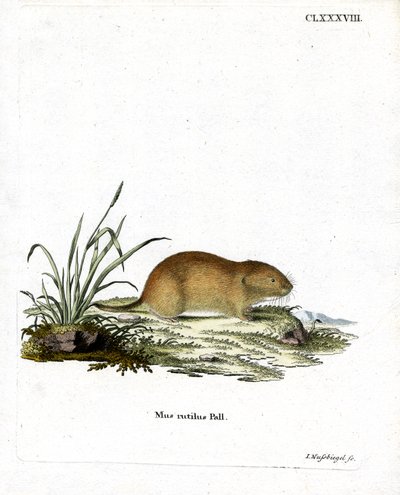 Northern Red-backed Vole (farget gravering) av German School