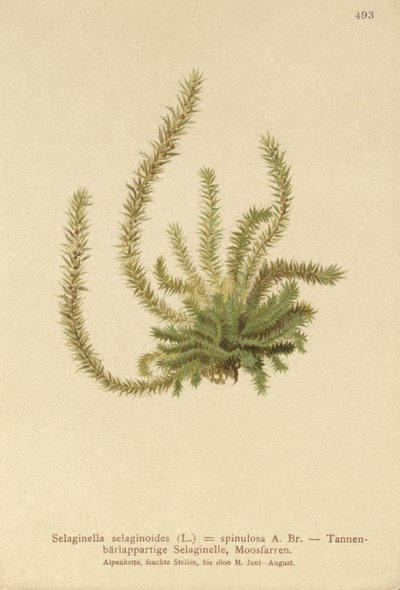 Nordlig piggmose (Selaginella selaginoides, Selaginella spinulosa, Lycopodium selaginoides, Bernhardia spinosa) av German School