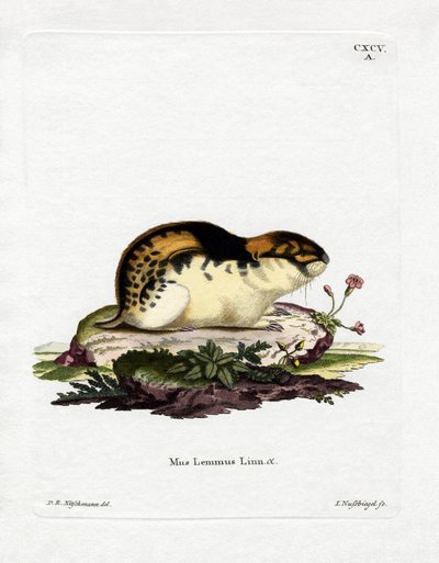 Norway Lemming (farget gravering) av German School