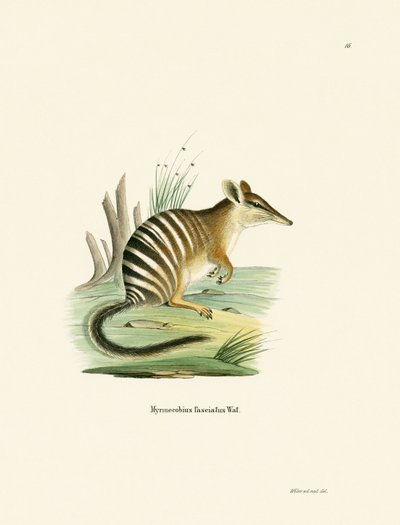 Numbat (farget gravering) av German School