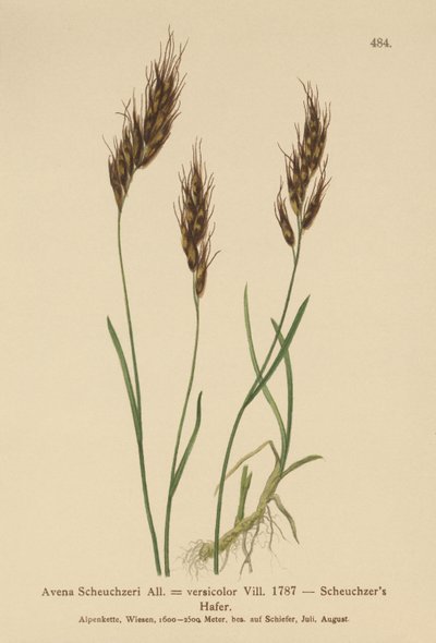 Havregress (Avena Scheuchzeri, Avena versicolor, Avena alpina) av German School