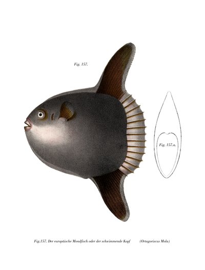 Ocean Sunfish (farge litho) av German School