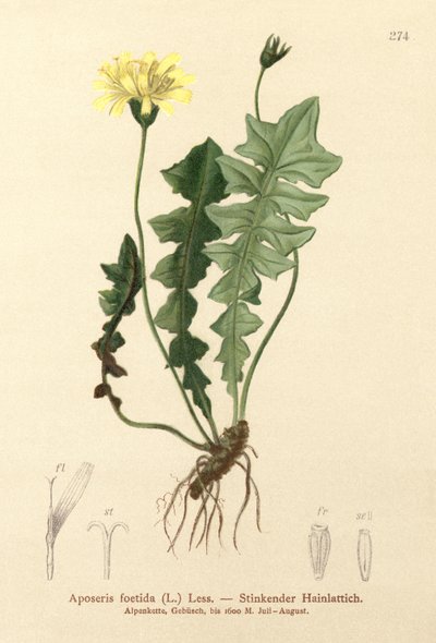 Luktende grisesalat (Aposeris foetida) av German School