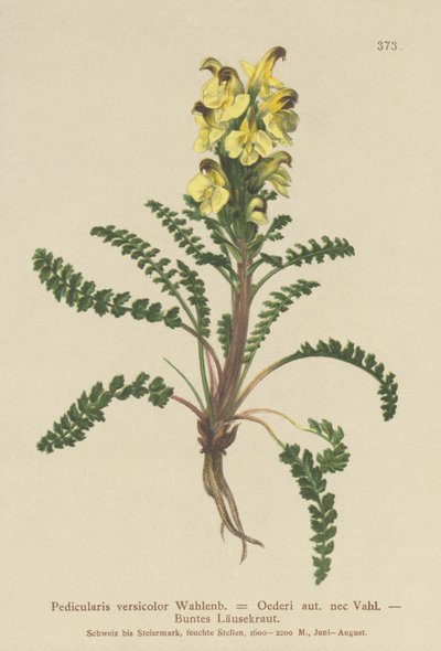 Oeders lusurt (Pedicularis versicolor, Pedicularis Oederi) av German School