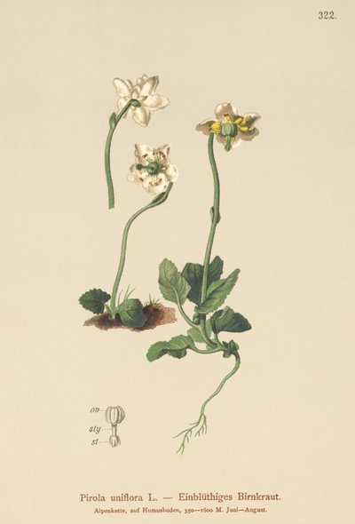 Enblomstret vintergrønn (Pirola uniflora, Pyrola uniflora, Moneses uniflora, Monesis uniflora) av German School