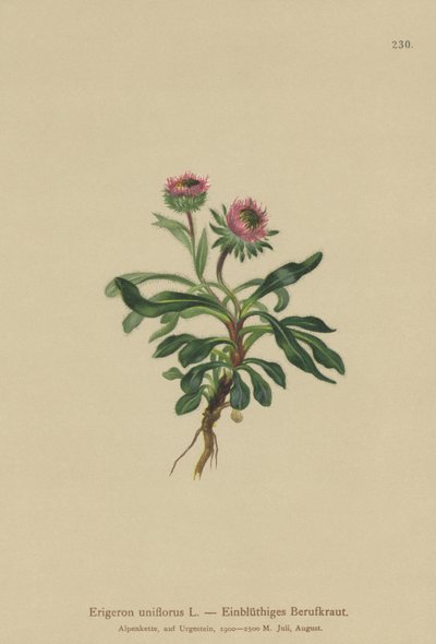 Oneflower Fleabane (Erigeron uniflorus) av German School