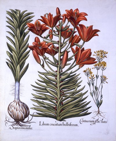 Orange Lily with Bulbils and Bulbs, Late-Blooming Blackstoria, fra Hortus Eystettensis, av Basil Besler (1561-1629), pub. 1613 (håndfarget gravering) av German School