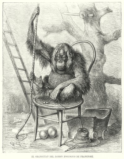 Orangutang i Frankfurt Zoo, Tyskland (litho) av German School
