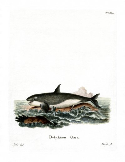Orca (farget gravering) av German School