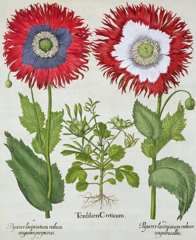 Ornamental Poppies, fra Hortus Eystettensis av Basil Besler (1561-1629), pub. 1613 av German School