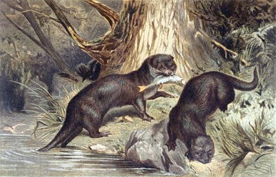 Otter, plate fra "Brehms Tierleben: Allgemeine Kunde des Tierreichs", vol.1, s.670, utgitt av Bibliographisches Institut av German School
