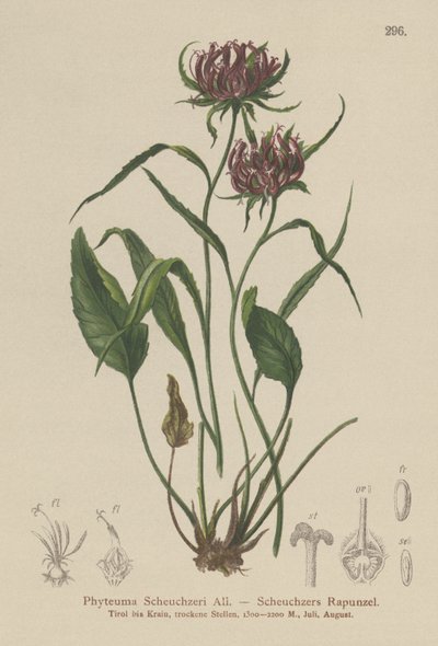 Oxford Rampion (Phyteuma Scheuchzeri) av German School