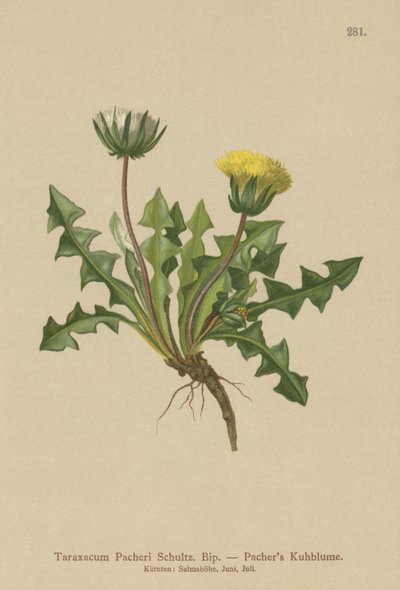 Pacheris Løvetann (Taraxacum Pacheri) av German School