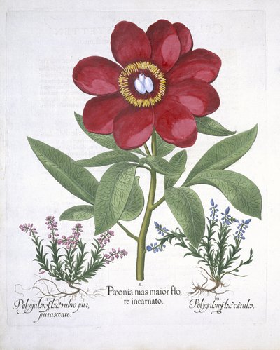 Paeony and two Polygalons, fra Hortus Eystettensis, av Basil Besler (1561-1629) pub. 1613 (håndfarget gravering) av German School