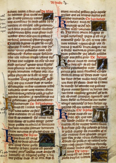 Side fra De Natura Rerum om fugler, av Albertus Magnus (cirka 1200-1280) av German School