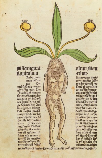 Seite aus einem gedruckten Buch von German School