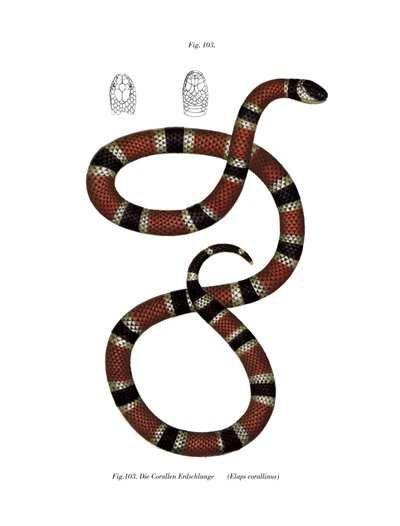 Malt Coral Snake (farge litho) av German School