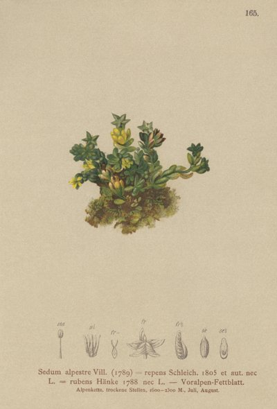 Blek steinurt (Sedum alpestre, Sedum repens, Sedum rubens) av German School