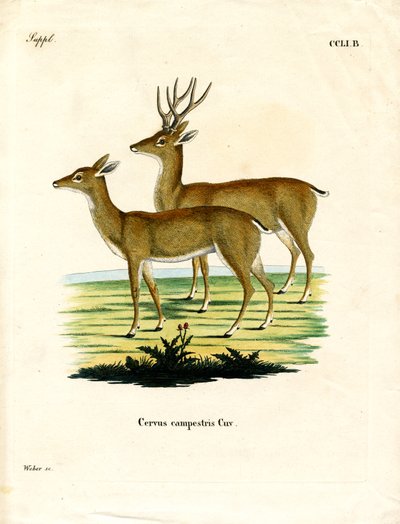 Pampas Deer (farget gravering) av German School