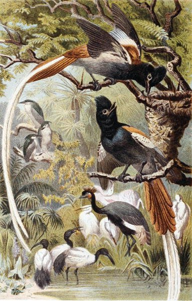 Paradise Fluesnappere, tallerken fra "Brehms Tierleben: Allgemeine Kunde des Tierreichs", bd. 4, s. 516, utgitt av Bibliographisches Institut av German School