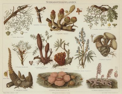 Parasittiske planter (farge litho) av German School