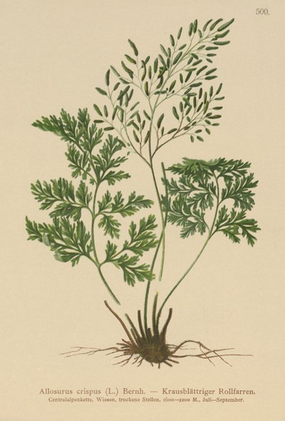 Persillebregne (Allosurus crispus, Cryptogramma crispa, Osmunda crispa, Allosorus crispus) av German School