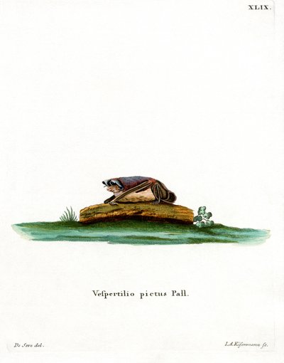 Partifarget flaggermus (farget gravering) av German School