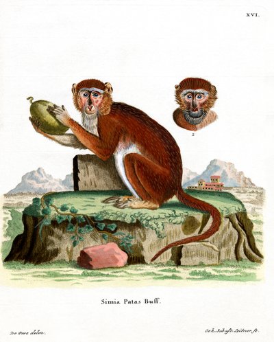 Patas Monkey (farget gravering) av German School
