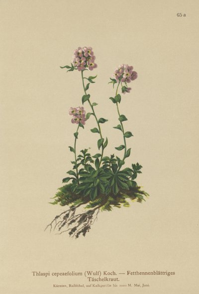 Pennycress (Thlaspi cepeaefolium) av German School
