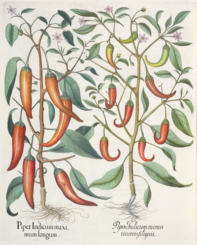 Paprika: 1. Piper Indicum longum; 2. Piper Indicum minus recurvis filiquis, fra Hortus Eystettensis av Basil Besler (1561-1629), pub. 1613 av German School