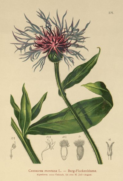 Flerårig kornblomst (Centaurea montana) av German School