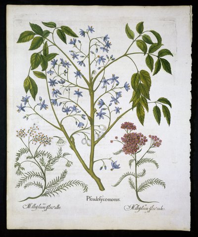 Persisk lilla eller Pride of India, og Achillea Millefolium (Soldiers Woundwort) plate 136 fra Hortus Eystettensis av Basil Besler (1561-1629) pub 1613 (håndfarget gravering) av German School
