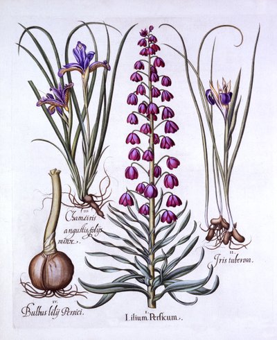 Persisk lilje og iris, fra Hortus Eystettensis, av Basil Besler (1561-1629), pub. 1613 (håndfarget gravering) av German School