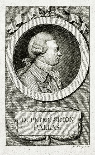 Peter Simon Pallas. (1741 – 1811) (Linjegravering) av German School