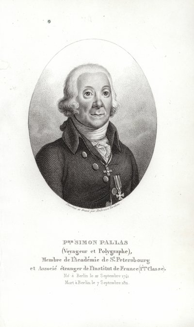 Peter Simon Pallas av German School