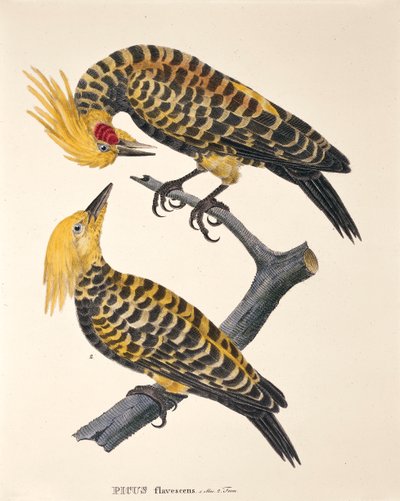 Flavescens Woodpecker, fra 
