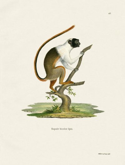 Pied Tamarin (farget gravering) av German School