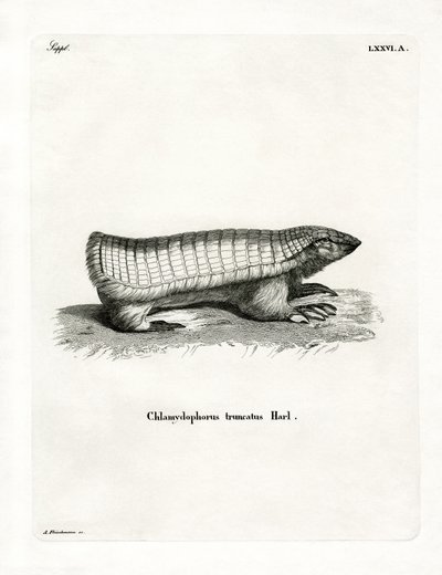 Pink Fairy Armadillo (farget gravering) av German School