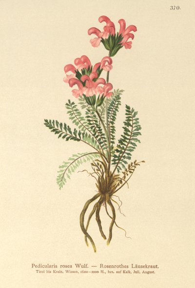Rosa lusseurt (Pedicularis rosea) av German School