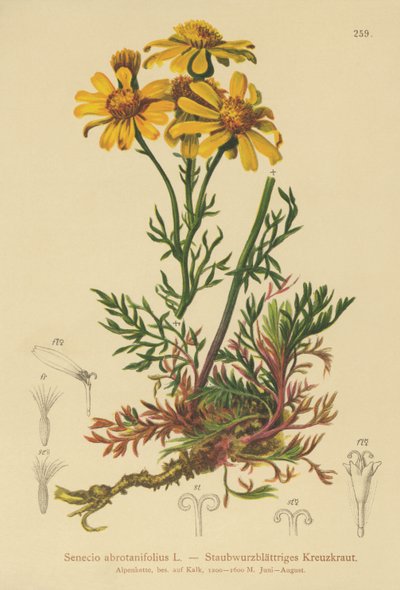 Pinnate-leaved Ragwort (Senecio abrotanifolius, Jacobaea abrotanifolia) av German School