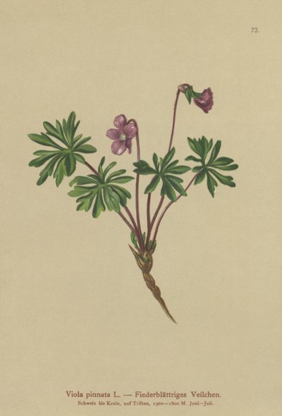 Pinnate Violet (Viola pinnata) av German School